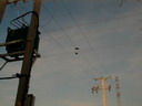 BALD03062701.jpg