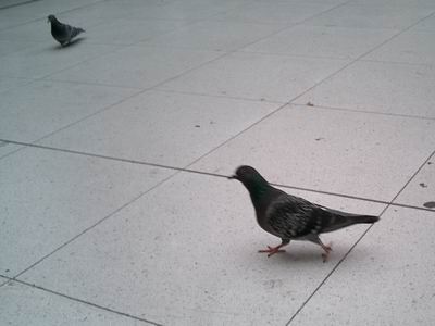 BALD03070701.jpg