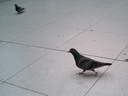BALD03070701.jpg