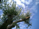 BALD03090201.jpg