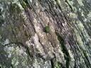 BALD03110301.jpg
