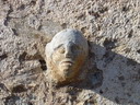 BALD04081902.jpg