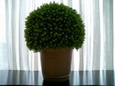 BALD04102102.jpg