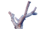 BALD04120501.jpg