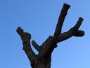 BALD04120502.jpg