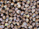 BALDIRI05082901.jpg