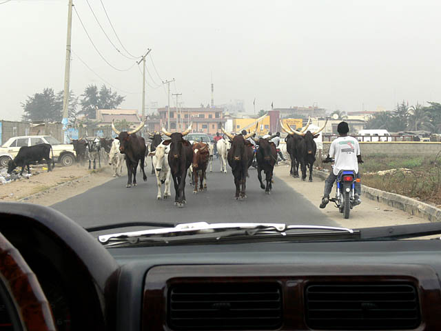 baldiri : cows of lagos : BALDIRI07021801.jpg