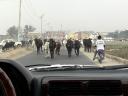 baldiri : cows of lagos : BALDIRI07021801.jpg