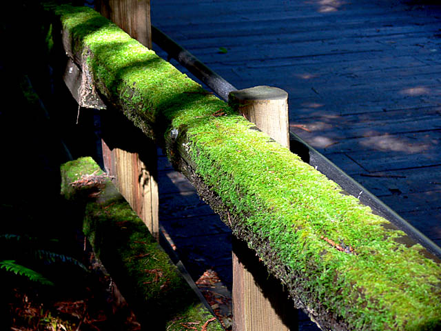 baldiri : muir woods : BALDIRI07052901.jpg